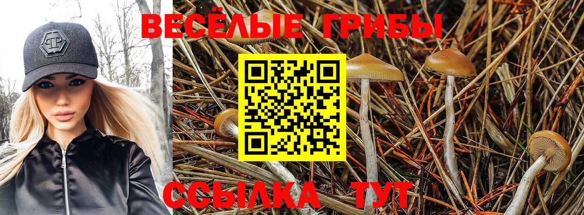 Владикавказ  Псилоцибиновые грибы Psilocybine cubensis  Вход с VPN  Галлюциногенные грибы GOLDEN TEACHER 